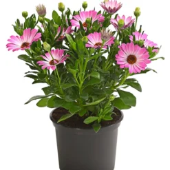 Kapkörbchen, Verschiedene Farben -Angebote Biohort Store 8812083 WE FS 003 KapkoerbchenOsteospermumCultivarsT12OWDehnerExpressHerzig