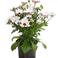 Kapkörbchen, Verschiedene Farben -Angebote Biohort Store 8812083 WE FS 005 KapkoerbchenOsteospermumCultivarsT12OWDehnerExpressHerzig