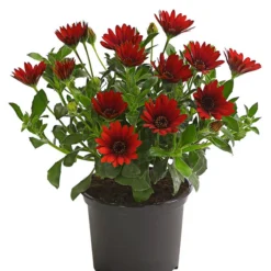 Kapkörbchen, Verschiedene Farben -Angebote Biohort Store 8812083 WE FS 006 KapkoerbchenOsteospermumCultivarsT12OWDehnerExpressHerzig