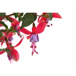 Fuchsie, Stehend, Verschiedene Farben -Angebote Biohort Store 8812505 WE DE 001 FuchsiaFuchsiestehendT12