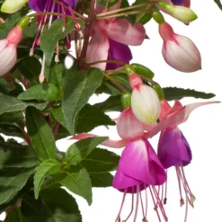 Fuchsie, Stehend, Verschiedene Farben -Angebote Biohort Store 8812505 WE DE 001 FuchsieStehendDehnerExpressWunderlich