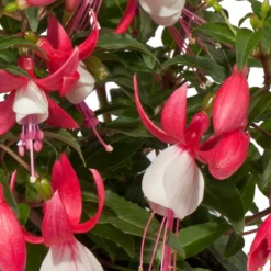 Fuchsie, Stehend, Verschiedene Farben -Angebote Biohort Store 8812505 WE DE 002 Fuchsia DehnerExpressWunderlich 1