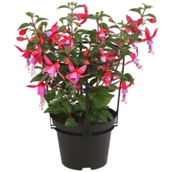 Fuchsie, Stehend, Verschiedene Farben -Angebote Biohort Store 8812505 WE FS 001 FuchsiaFuchsiestehendT12