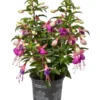 Fuchsie, Stehend, Verschiedene Farben -Angebote Biohort Store 8812505 WE FS 001 Fuchsia DehnerExpressWunderlich