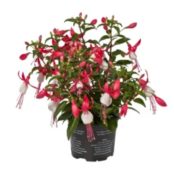 Beet- & Balkonpflanzen-Set Schattenbeet, 6-teilig 12 Beet- & Balkonpflanzen-Set Schattenbeet, 6-teilig -Angebote Biohort Store 8812505 WE FS 002 Fuchsia DehnerExpressWunderlich