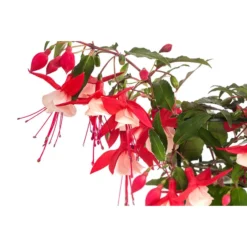 Fuchsie, Hängend 16 Fuchsie, Hängend -Angebote Biohort Store 8812703 WE DE 001 FuchsieT12