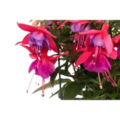 Fuchsie, Hängend 17 Fuchsie, Hängend -Angebote Biohort Store 8812703 WE DE 002 FuchsieT12