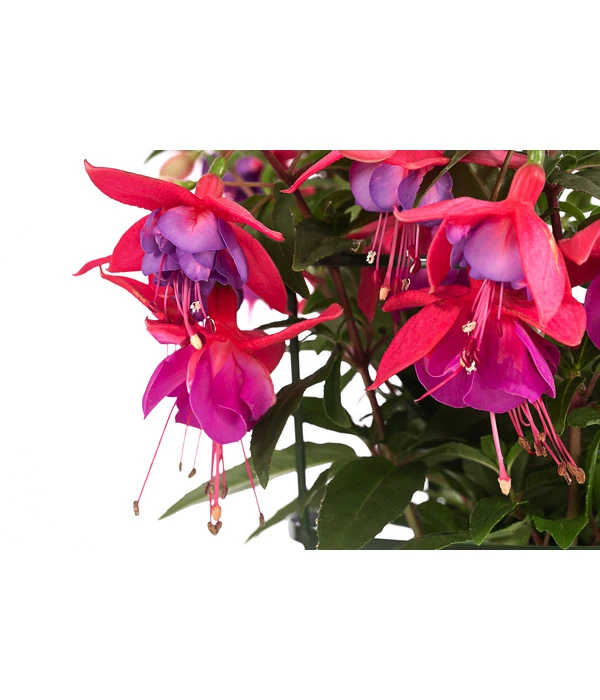 Fuchsie, Hängend 9 Fuchsie, Hängend – Bild 7