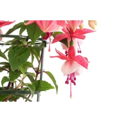 Fuchsie, Hängend 18 Fuchsie, Hängend -Angebote Biohort Store 8812703 WE DE 003 FuchsieT12