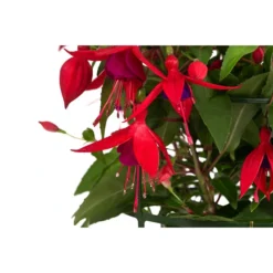 Fuchsie, Hängend 19 Fuchsie, Hängend -Angebote Biohort Store 8812703 WE DE 004 FuchsieT12