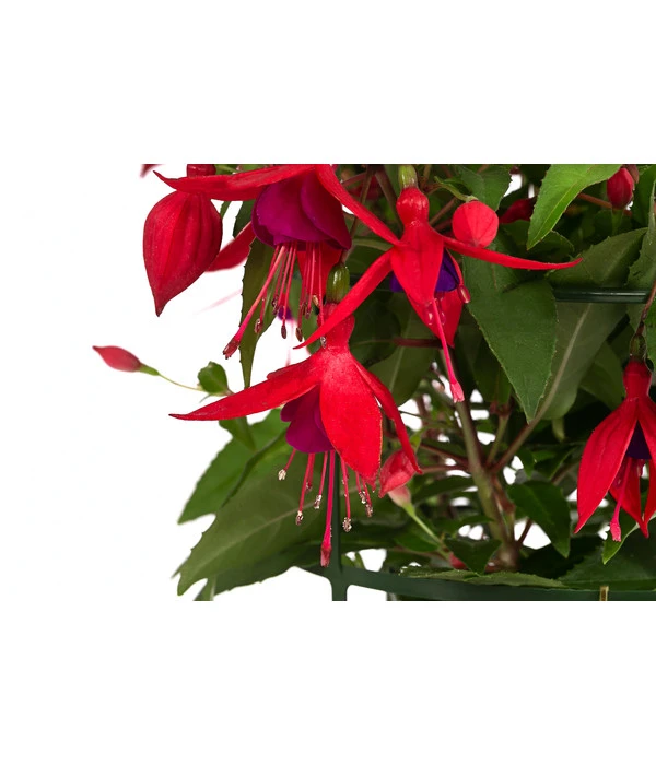 Fuchsie, Hängend 11 Fuchsie, Hängend – Bild 9