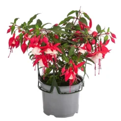 Fuchsie, Hängend 12 Fuchsie, Hängend -Angebote Biohort Store 8812703 WE FS 001 FuchsieT12