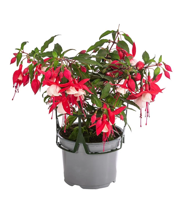 Fuchsie, Hängend 4 Fuchsie, Hängend – Bild 2