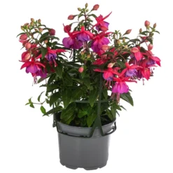 Fuchsie, Hängend 13 Fuchsie, Hängend -Angebote Biohort Store 8812703 WE FS 002 FuchsieT12