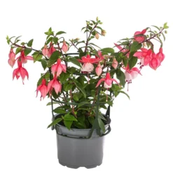 Fuchsie, Hängend 14 Fuchsie, Hängend -Angebote Biohort Store 8812703 WE FS 003 FuchsieT12