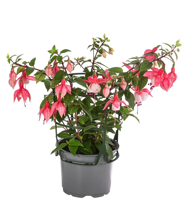 Fuchsie, Hängend 6 Fuchsie, Hängend – Bild 4