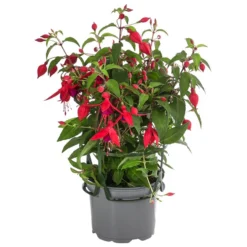 Fuchsie, Hängend 15 Fuchsie, Hängend -Angebote Biohort Store 8812703 WE FS 004 FuchsieT12