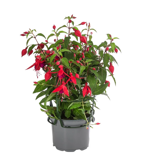 Fuchsie, Hängend 7 Fuchsie, Hängend – Bild 5