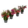 Fuchsie, Hängend 1 Fuchsie, Hängend -Angebote Biohort Store 8812703 WE FS 005 FuchsieT12