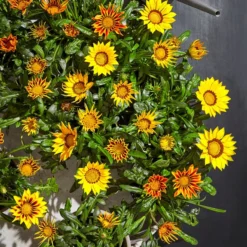 Mittagsgold, Verschiedene Farben 21 Mittagsgold, Verschiedene Farben -Angebote Biohort Store 8812851 PR MO 002 gazania