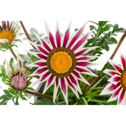 Mittagsgold, Verschiedene Farben 27 Mittagsgold, Verschiedene Farben -Angebote Biohort Store 8812851 WE DE 001 GazaniaT12