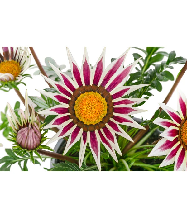 Mittagsgold, Verschiedene Farben 15 Mittagsgold, Verschiedene Farben – Bild 13