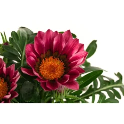 Mittagsgold, Verschiedene Farben 25 Mittagsgold, Verschiedene Farben -Angebote Biohort Store 8812851 WE DE 001 MittagsgoldGazaniaT12