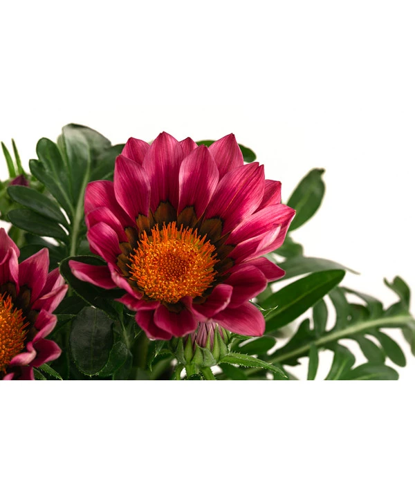 Mittagsgold, Verschiedene Farben 13 Mittagsgold, Verschiedene Farben – Bild 11