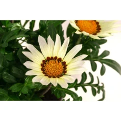 Mittagsgold, Verschiedene Farben 23 Mittagsgold, Verschiedene Farben -Angebote Biohort Store 8812851 WE DE 002 MittagsgoldGazaniaT12