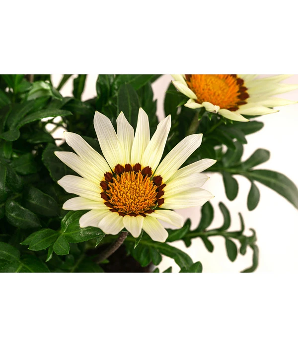 Mittagsgold, Verschiedene Farben 11 Mittagsgold, Verschiedene Farben – Bild 9