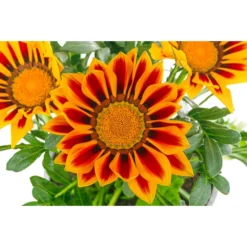 Mittagsgold, Verschiedene Farben 26 Mittagsgold, Verschiedene Farben -Angebote Biohort Store 8812851 WE DE 003 GazaniaT12