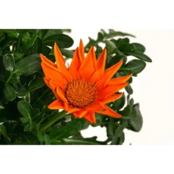 Mittagsgold, Verschiedene Farben 24 Mittagsgold, Verschiedene Farben -Angebote Biohort Store 8812851 WE DE 003 MittagsgoldGazaniaT12