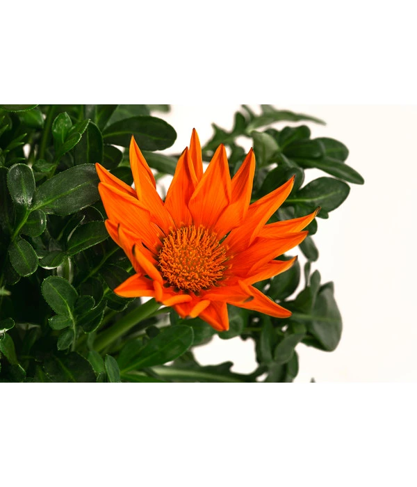 Mittagsgold, Verschiedene Farben 12 Mittagsgold, Verschiedene Farben – Bild 10