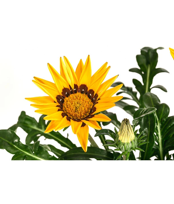 Mittagsgold, Verschiedene Farben 10 Mittagsgold, Verschiedene Farben – Bild 8