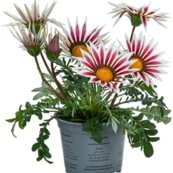 Mittagsgold, Verschiedene Farben 20 Mittagsgold, Verschiedene Farben -Angebote Biohort Store 8812851 WE FS 001 GazaniaT12