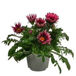 Mittagsgold, Verschiedene Farben 18 Mittagsgold, Verschiedene Farben -Angebote Biohort Store 8812851 WE FS 001 MittagsgoldGazaniaT12