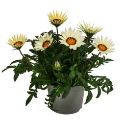 Mittagsgold, Verschiedene Farben 16 Mittagsgold, Verschiedene Farben -Angebote Biohort Store 8812851 WE FS 002 MittagsgoldGazaniaT12