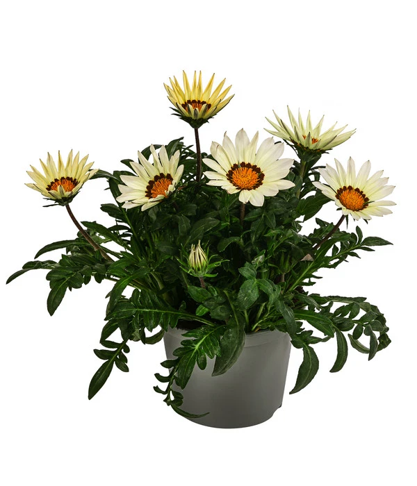 Mittagsgold, Verschiedene Farben 4 Mittagsgold, Verschiedene Farben – Bild 2