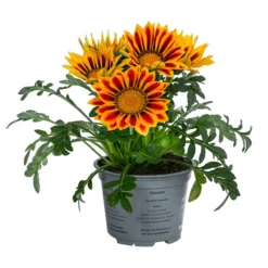 Mittagsgold, Verschiedene Farben 19 Mittagsgold, Verschiedene Farben -Angebote Biohort Store 8812851 WE FS 003 GazaniaT12