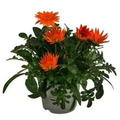 Mittagsgold, Verschiedene Farben 17 Mittagsgold, Verschiedene Farben -Angebote Biohort Store 8812851 WE FS 003 MittagsgoldGazaniaT12