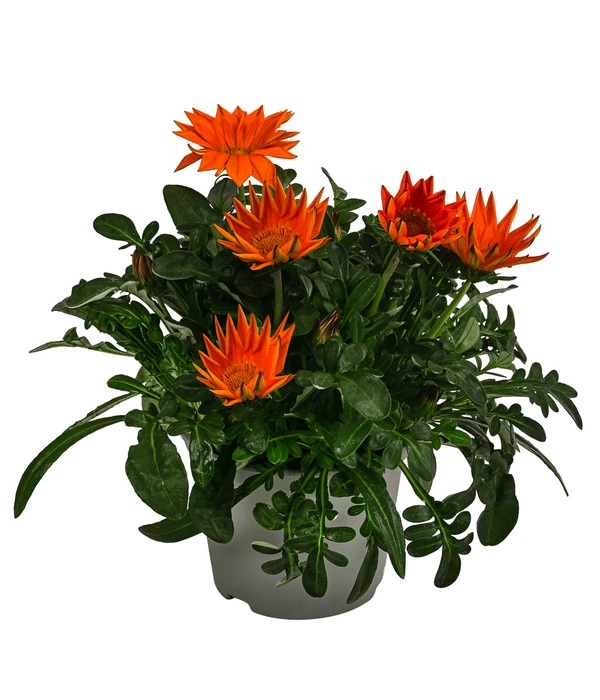 Mittagsgold, Verschiedene Farben 5 Mittagsgold, Verschiedene Farben – Bild 3