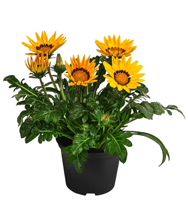 Mittagsgold, Verschiedene Farben 3 Mittagsgold, Verschiedene Farben