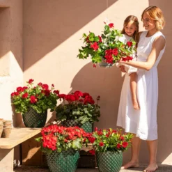 Bodendeckergeranie 'Rubin' -Angebote Biohort Store 8813008 6705461 6705479 6705487 WE MO 001 GeranieRubinHeissesRot