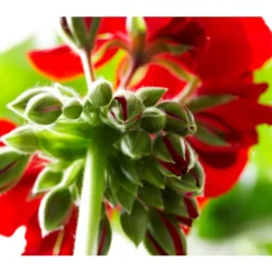 Bodendeckergeranie 'Rubin' -Angebote Biohort Store 8813008 PR DE 004 GeranieRubinCalliopeXXLDarkRedSyngenta