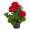 Bodendeckergeranie 'Rubin' -Angebote Biohort Store 8813008 WE FS 001 GeranieRubin