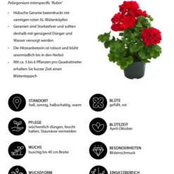 Bodendeckergeranie 'Rubin' -Angebote Biohort Store 8813008 WE IG 001 Bodendeckergeranie