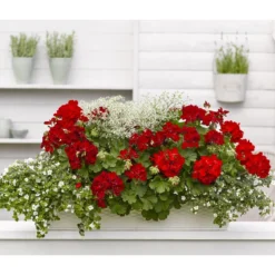 Bodendeckergeranie 'Rubin' -Angebote Biohort Store 8813008 WE MO 001 GeranieRubinEuphorbiaDiamondfrostT11Renner 1