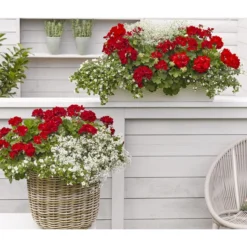 Bodendeckergeranie 'Rubin' -Angebote Biohort Store 8813008 WE MO 002 GeranieRubinEuphorbiaDiamondfrostRenner