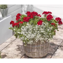 Bodendeckergeranie 'Rubin' -Angebote Biohort Store 8813008 WE MO 004 GeranieRubinEuphorbiaDiamondfrostRenner