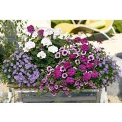 Blaues Gänseblümchen -Angebote Biohort Store 8813032 8818478 8809931 8816118 8816639 PR MO 004 GeraniePetunieVerbeneBlumenkastenRennerprint